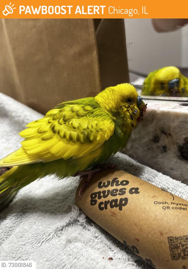 Found/Stray Unknown Bird last seen S Parnell Ave and 36th Street, Chicago, IL 60609