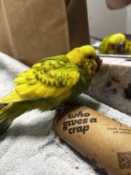 Found/Stray Unknown Bird last seen S Parnell Ave and 36th Street, Chicago, IL 60609