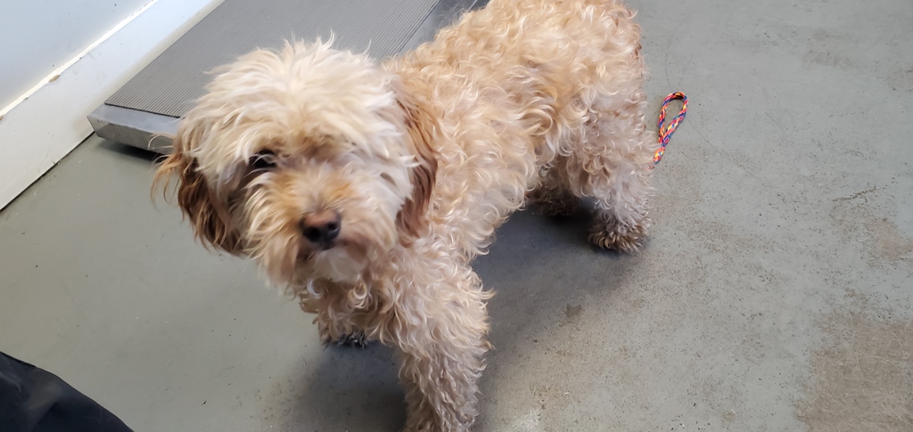 Shelter Stray Female Dog last seen Near S State Street, SALT LAKE CITY, UT, 84115, 511 W 3900 S, Salt Lake City, UT 84123, USA