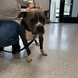 Shelter Stray Male Dog last seen SE 10th Street, ANKENY, IA, 50021, Des Moines, IA 50313