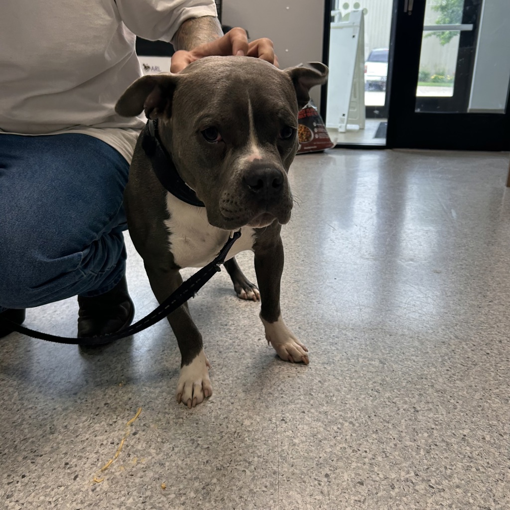 Shelter Stray Male Dog last seen SE 10th Street, ANKENY, IA, 50021, Des Moines, IA 50313