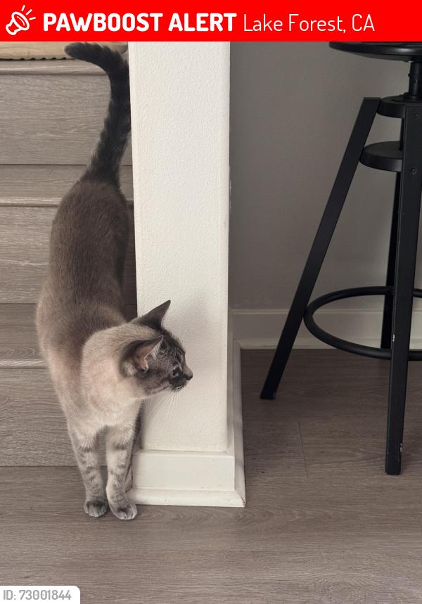 Lost Female Cat last seen Near Finch, Lake Forest, Lake Forest, CA 92610