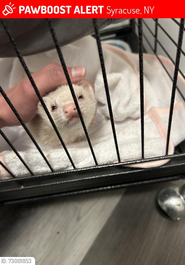 Lost Female Ferret last seen Milton Ave & Cayuga St, Emerson Ave & W Genesee, near Steve’s Resturaunt, Syracuse, NY 13204