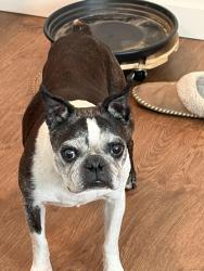 Lost Male Dog last seen 37th and Wolff st, Denver, CO 80212