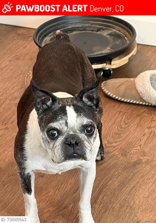 Lost Male Dog last seen 37th and Wolff st, Denver, CO 80212