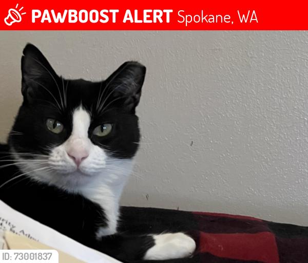 Lost Female Cat last seen Rowan and Addison, Northtown Mall, Spokane, WA 99207