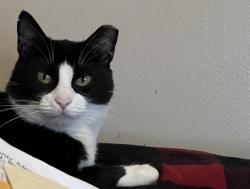 Lost Female Cat last seen Rowan and Addison, Northtown Mall, Spokane, WA 99207