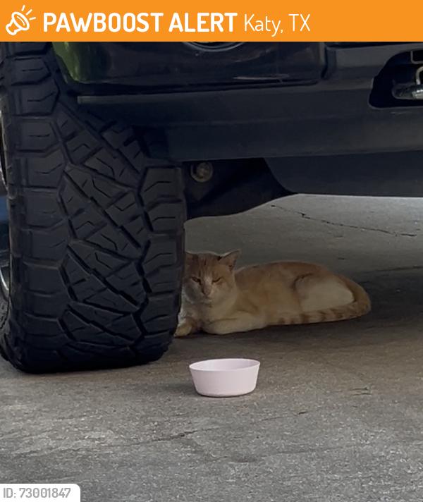 Found/Stray Unknown Cat last seen Peek and Westheimer, Katy, TX 77493