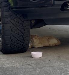 Found/Stray Unknown Cat last seen Peek and Westheimer, Katy, TX 77493