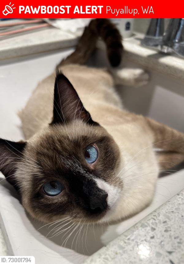 Lost Male Cat last seen 110th Ave E and Sunrise BLVD E, South Hill, WA 98374