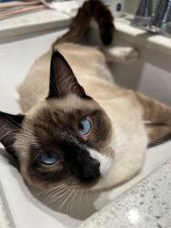 Lost Male Cat last seen 110th Ave E and Sunrise BLVD E, South Hill, WA 98374