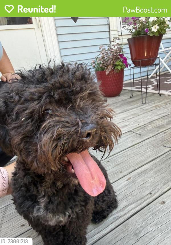 Reunited Male Dog last seen Near W Fullerton Ave, Chicago, IL 60639, USA, Chicago, IL 60639