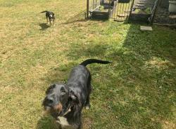 Reunited Male Dog last seen West Drive Travelers Rest SC, Travelers Rest, SC 29690