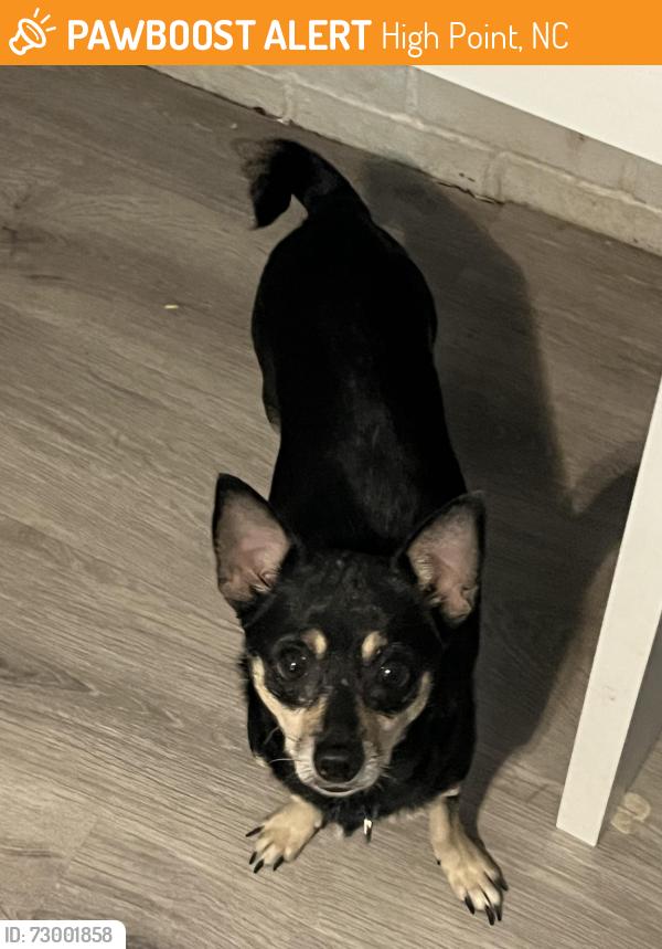 Found/Stray Female Dog last seen Wildwood Ave, High Point, NC 27265