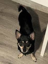 Found/Stray Female Dog last seen Wildwood Ave, High Point, NC 27265