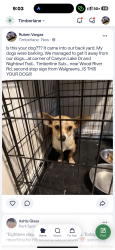 Found/Stray Male Dog last seen Canyon lake drive AT Nightowl Trail, Spring, TX 77373
