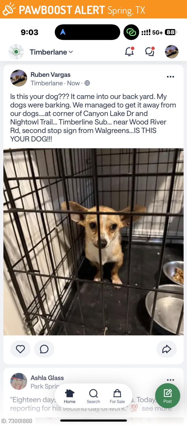 Found/Stray Male Dog last seen Canyon lake drive AT Nightowl Trail, Spring, TX 77373