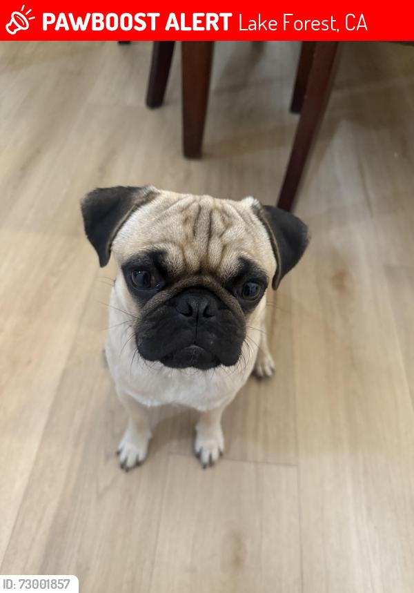 Lost Male Dog last seen Lake Forest Drive & Dimension Drive, Lake Forest Ca, Lake Forest, CA 92630