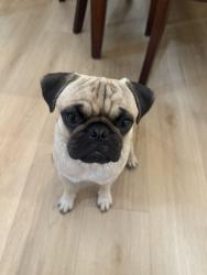 Reunited Male Dog last seen Lake Forest Drive & Dimension Drive, Lake Forest Ca, Lake Forest, CA 92630