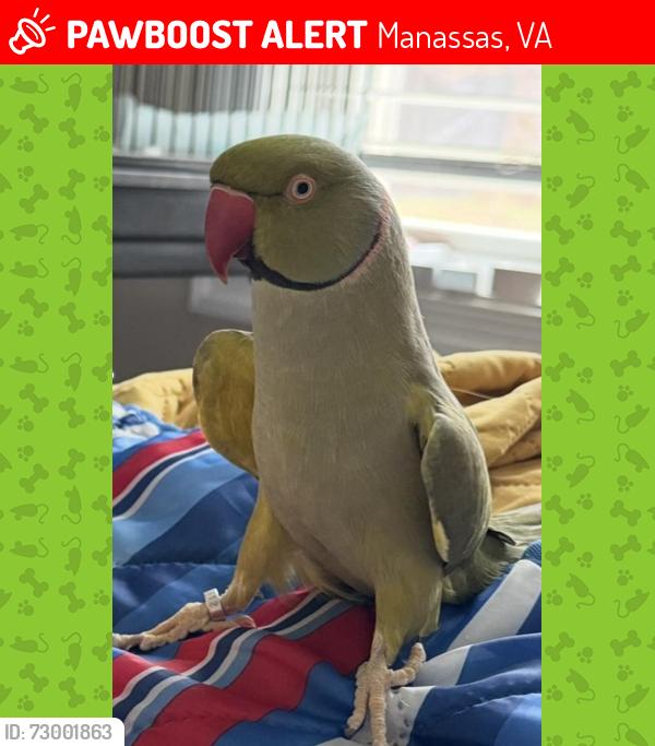 Lost Male Bird last seen Hwy 234/Brentsville Rd, Manassas, VA 20112