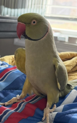 Lost Male Bird last seen Hwy 234/Brentsville Rd, Manassas, VA 20112