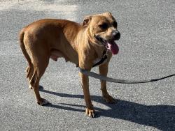 Found/Stray Female Dog last seen GibGalloway and Foxwood Blvd, Lakeland, FL 33810