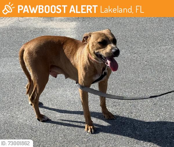 Found/Stray Female Dog last seen GibGalloway and Foxwood Blvd, Lakeland, FL 33810