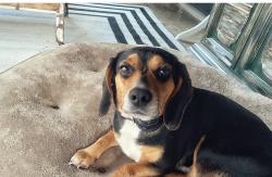 Reunited Female Dog last seen West Drive Travelers Rest SC, Travelers Rest, SC 29690