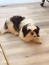 Reunited Female Dog last seen North Park, San Diego, CA 92104