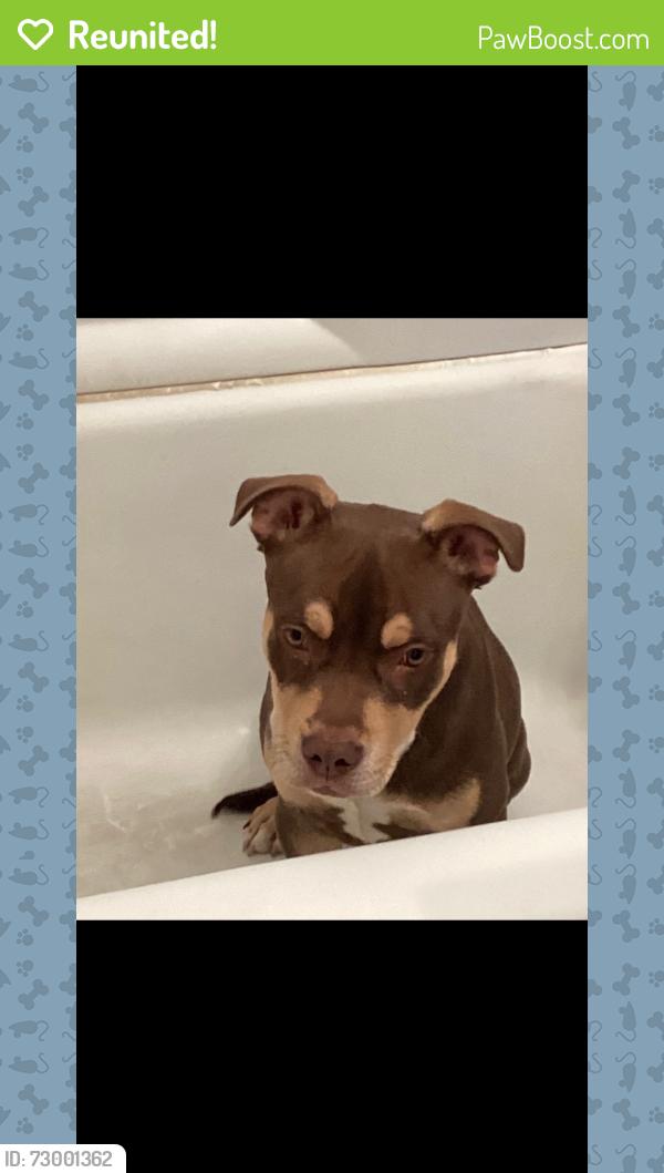 Reunited Male Dog last seen Custer Ave , Rockford, IL 61101