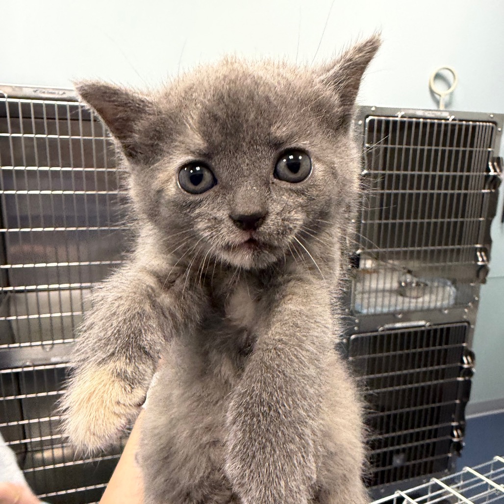 Shelter Stray Female Cat last seen , 980 Guilford College Rd, Greensboro, NC 27409, USA
