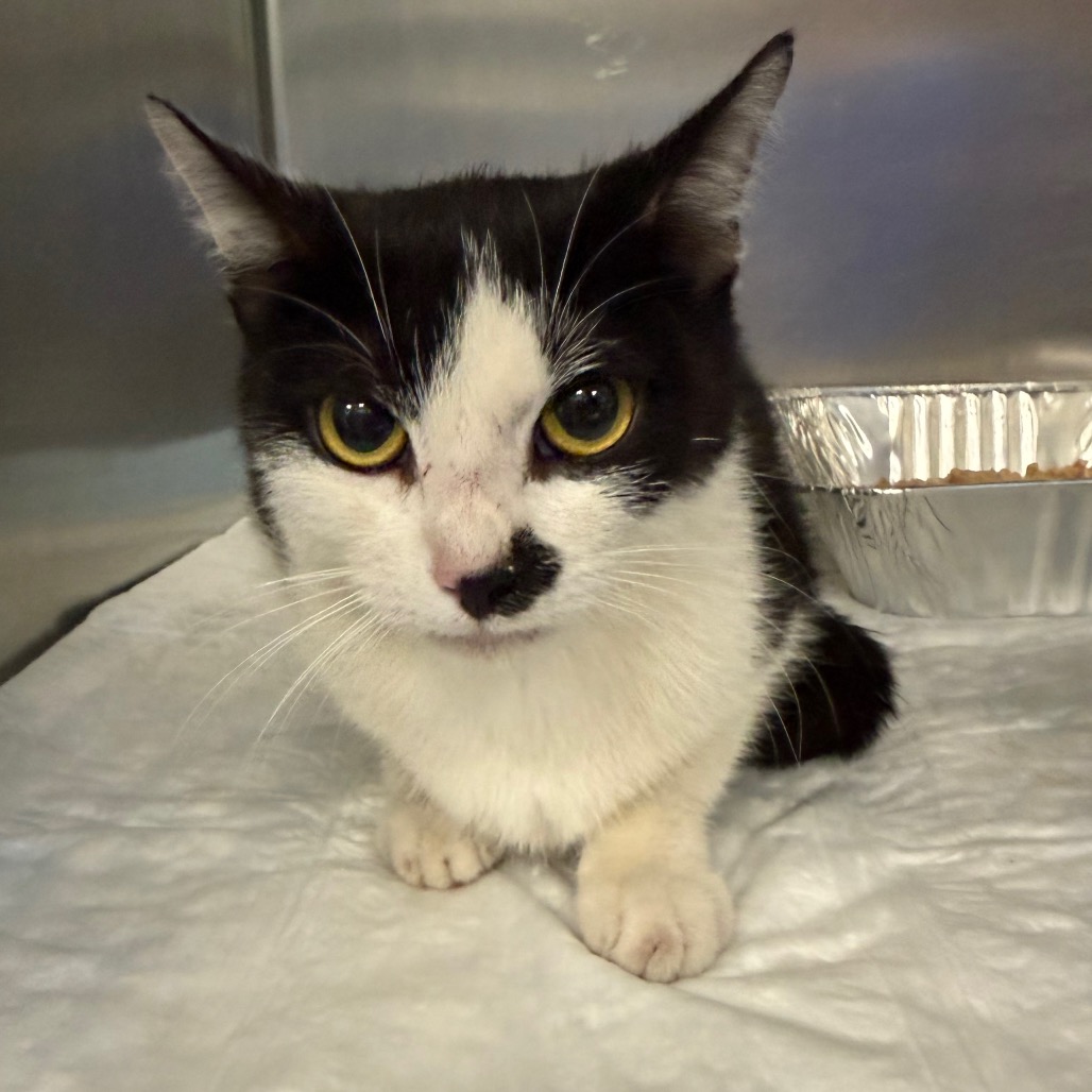 Shelter Stray Female Cat last seen , 980 Guilford College Rd, Greensboro, NC 27409, USA