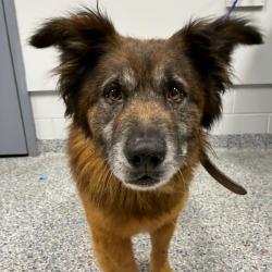 Shelter Stray Male Dog last seen , 328 Furman Hall Rd, Greenville, SC 29609, USA