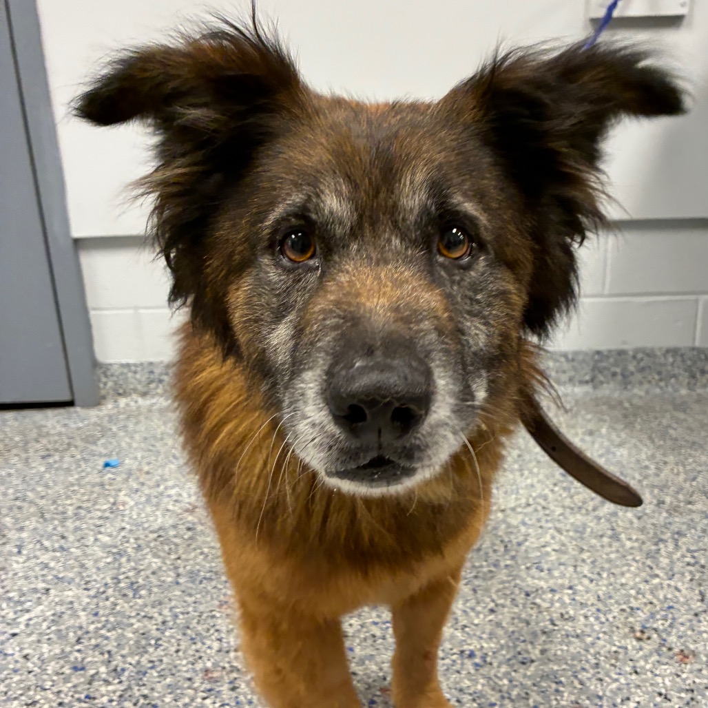 Shelter Stray Male Dog last seen , 328 Furman Hall Rd, Greenville, SC 29609, USA