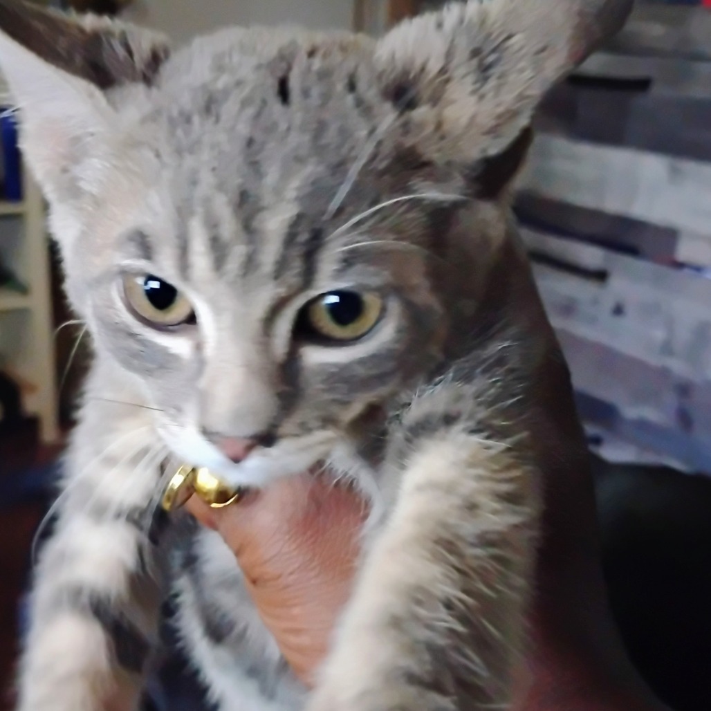 Shelter Stray Unknown Cat last seen , 980 Guilford College Rd, Greensboro, NC 27409, USA