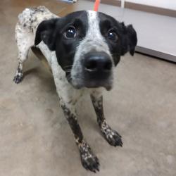 Shelter Stray Male Dog last seen , 3173 K-68 Hwy, Ottawa, KS 66067, USA