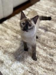 Lost Female Cat last seen Cleveland, Cleveland, OH 44109