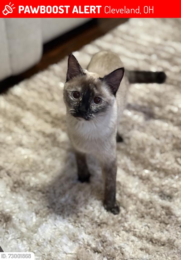 Lost Female Cat last seen Cleveland, Cleveland, OH 44109