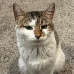 Shelter Stray Female Cat last seen , Animal Care & Control Team of Philly, 111 W Hunting Park Ave, Philadelphia, PA 19140, USA