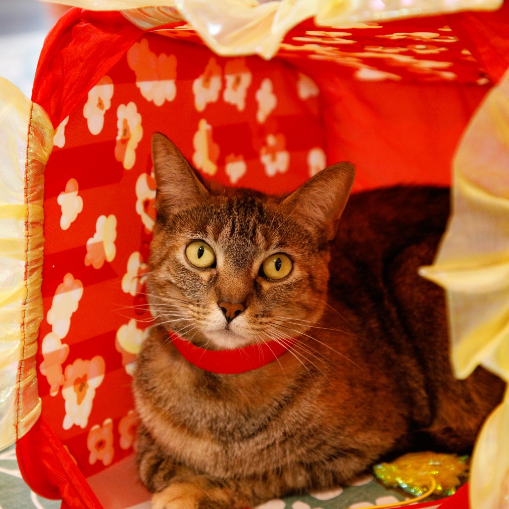 Shelter Stray Female Cat last seen , 3607 N Armenia Ave, Tampa, FL 33607, USA