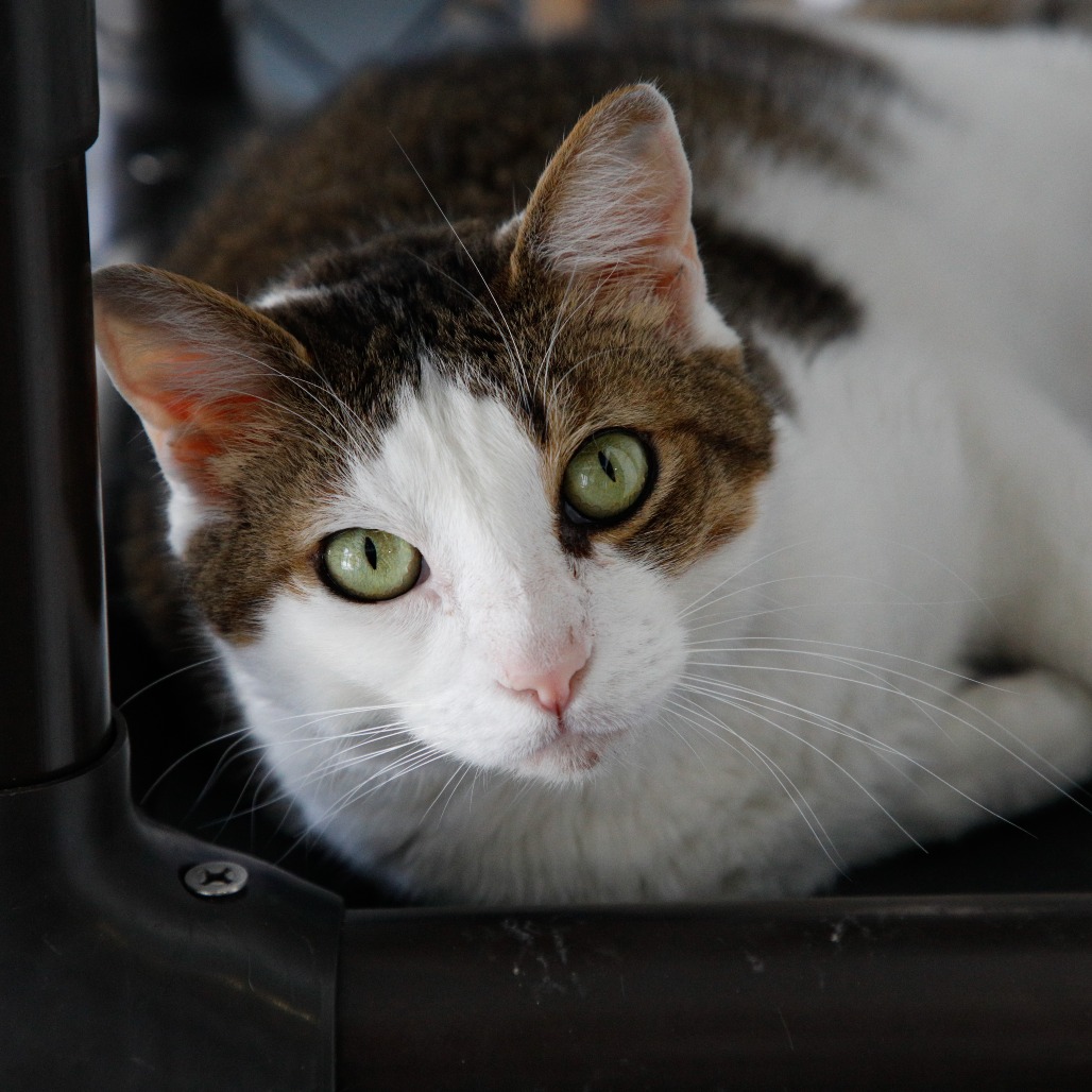 Shelter Stray Male Cat last seen , 3607 N Armenia Ave, Tampa, FL 33607, USA