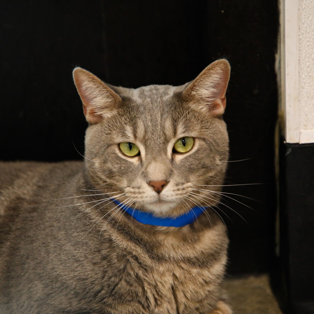 Shelter Stray Male Cat last seen , 3607 N Armenia Ave, Tampa, FL 33607, USA
