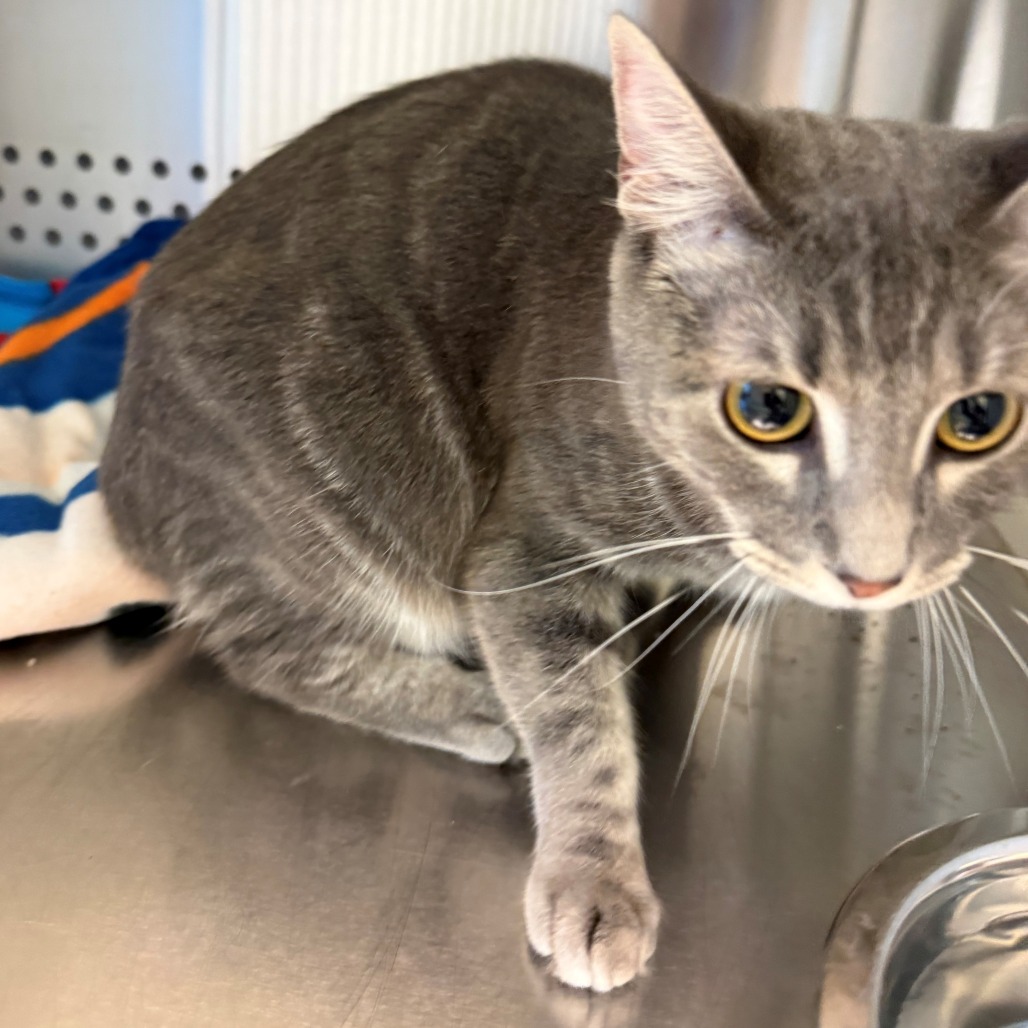 Shelter Stray Female Cat last seen , 3428 S Jenkins Ave, Norman, OK 73072, USA