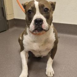 Shelter Stray Female Dog last seen , 3428 S Jenkins Ave, Norman, OK 73072, USA