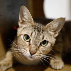Shelter Stray Female Cat last seen , 3607 N Armenia Ave, Tampa, FL 33607, USA