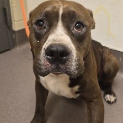 Shelter Stray Male Dog last seen , 3428 S Jenkins Ave, Norman, OK 73072, USA