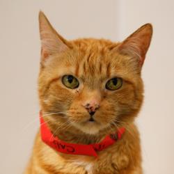 Shelter Stray Female Cat last seen , 3607 N Armenia Ave, Tampa, FL 33607, USA