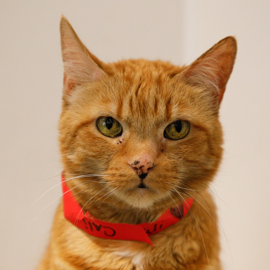 Shelter Stray Female Cat last seen , 3607 N Armenia Ave, Tampa, FL 33607, USA