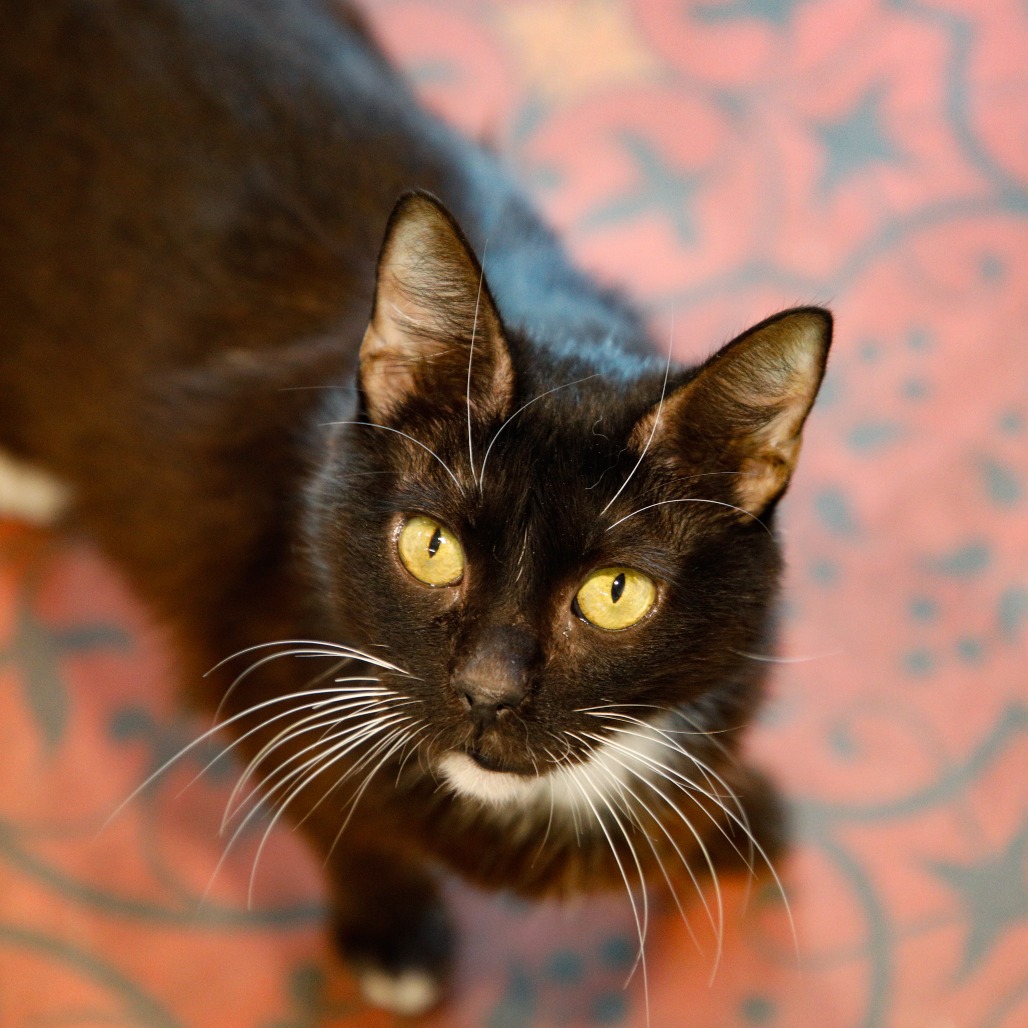 Shelter Stray Female Cat last seen , 3607 N Armenia Ave, Tampa, FL 33607, USA