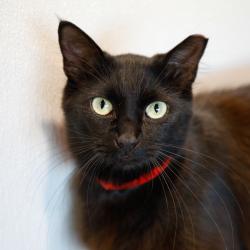 Shelter Stray Female Cat last seen , 3607 N Armenia Ave, Tampa, FL 33607, USA